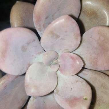 Graptopetalum Superbum