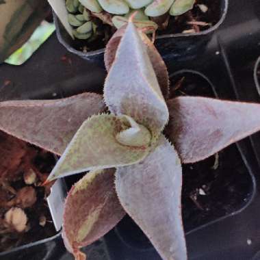 Mangave Purple People Eater