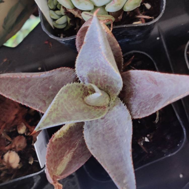 plant image 1668685