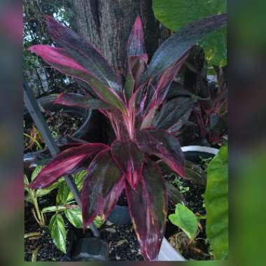 Cordyline Fruticosa 'Red Sister'