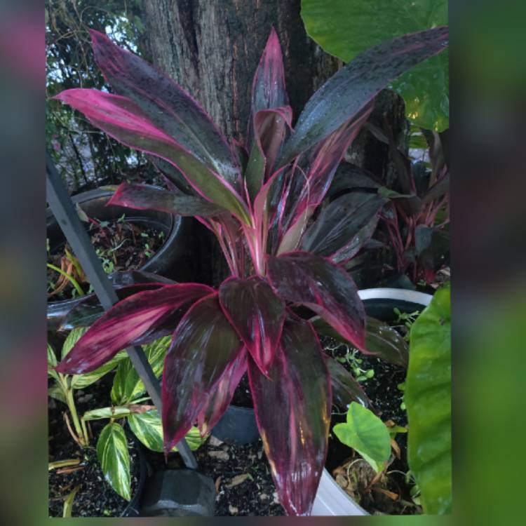 Plant image Cordyline Fruticosa 'Red Sister'