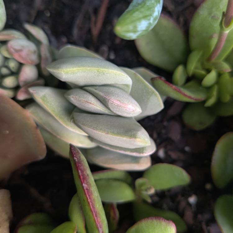 Plant image Crassula Ivory Tower