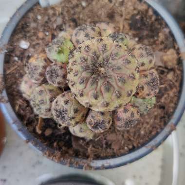 Rebutia