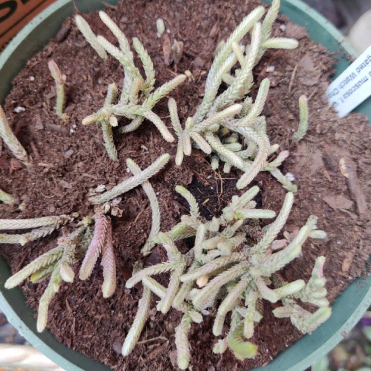 plant image 1670784