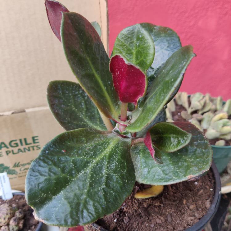 plant image 1670787