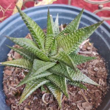 Haworthia limifolia