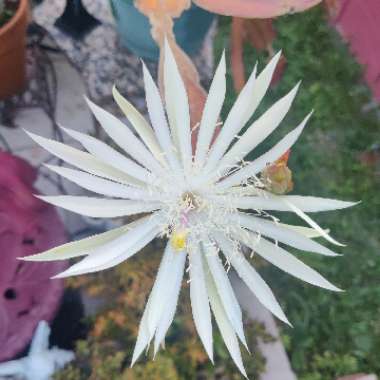 Epiphyllum hookeri