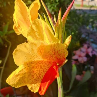 Canna 'Kaleidoscope' (Sunscrape Series)
