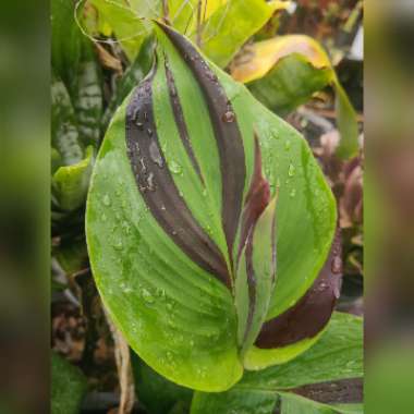 Canna 'Kaleidoscope' (Sunscrape Series)