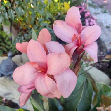 Canna 'Cannova Mango' (Cannova Series)