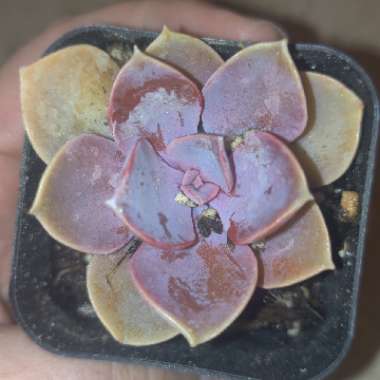 Echeveria Purple Pearl