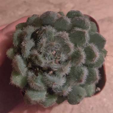 Echeveria setosa
