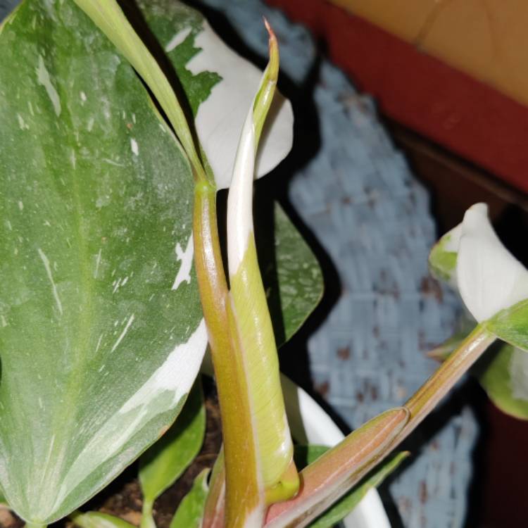 plant image 1675449 plant image 1675449