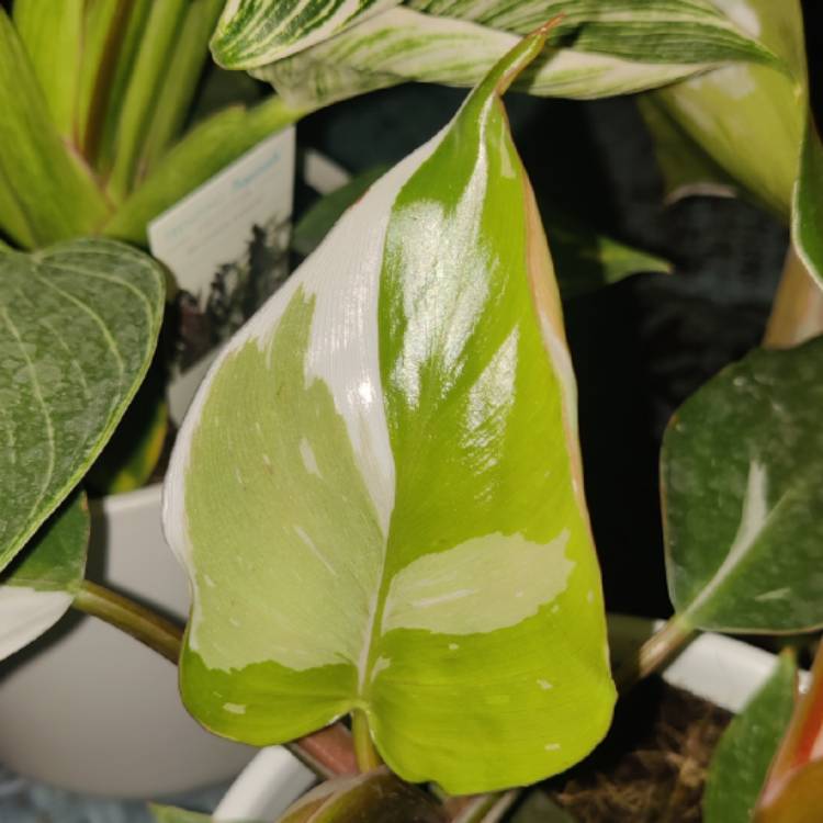 plant image 1675742 plant image 1675742