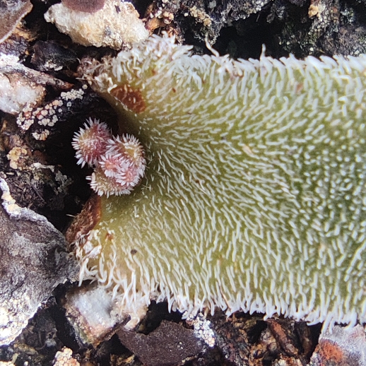 Plant image Crassula mesembryanthemoides 'Tenelli'