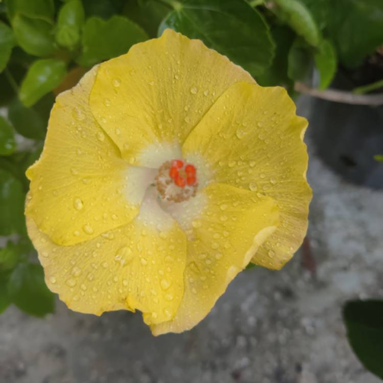 plant image 1678792