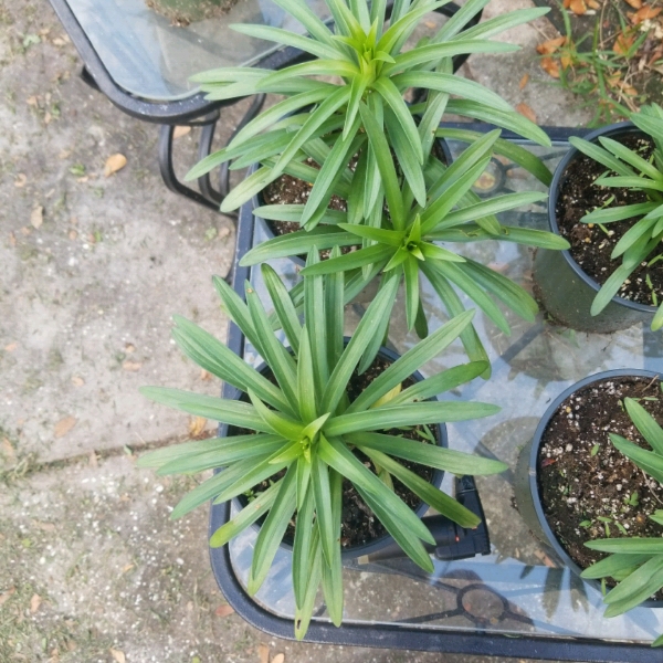 plant image 947864