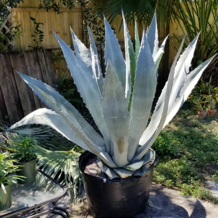Plant image Agave tequilana