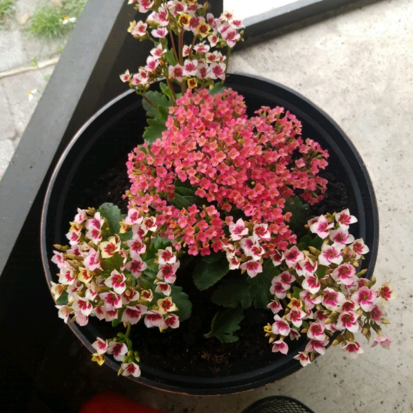 plant image 964258