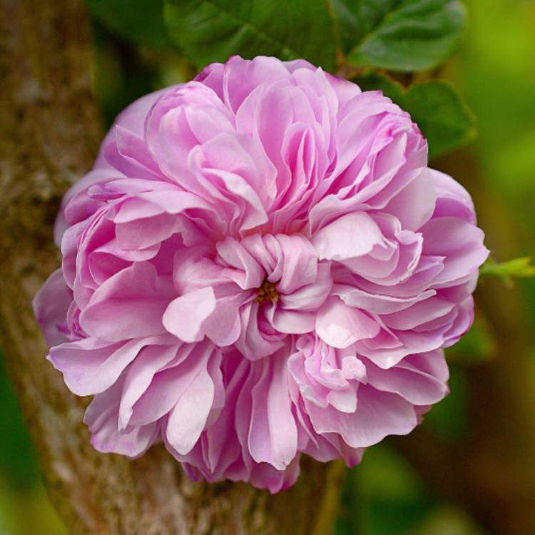 Plant image Rosa 'Marchesa Boccella' syn. Rosa 'Jacques Cartier', Rosa 'Marquise Boccella'