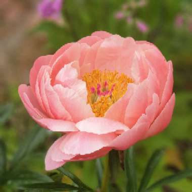 Paeonia 'Coral Charm'