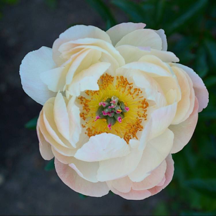 plant image 1323386