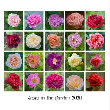 Karen's garden