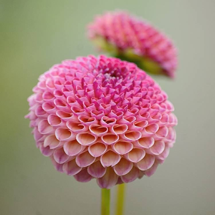 plant image 1375877