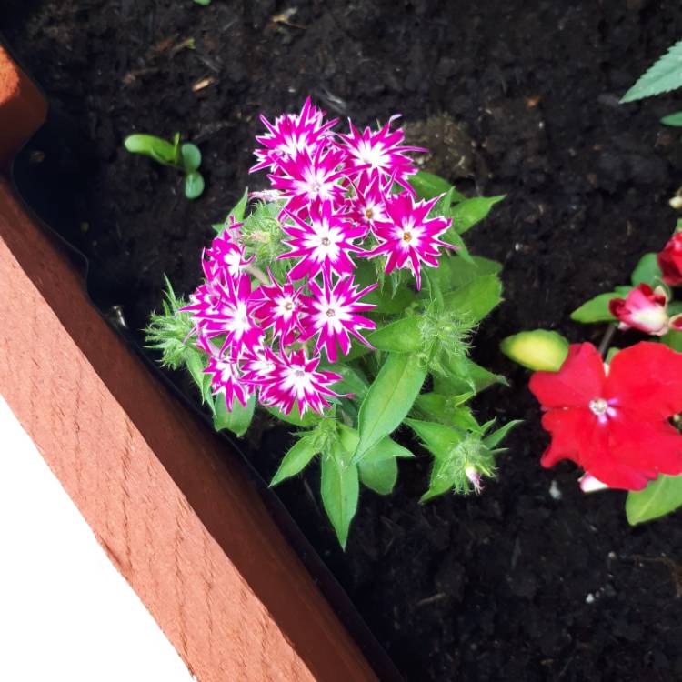 Plant image Phlox drummondii 'Popstars' (Mix)