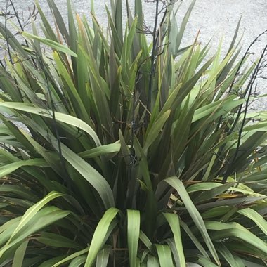 Phormium