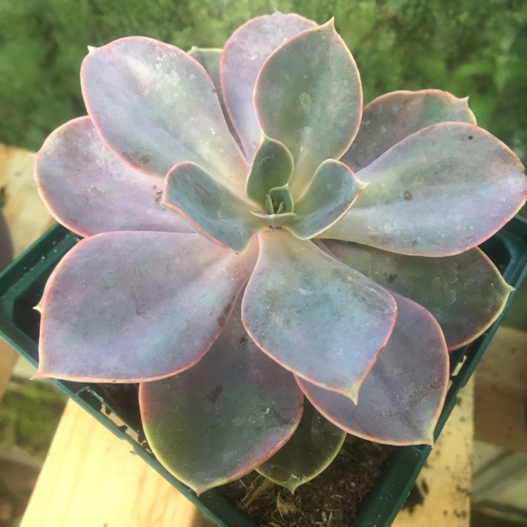 Plant image Echeveria Duchess Von Nurnburg 