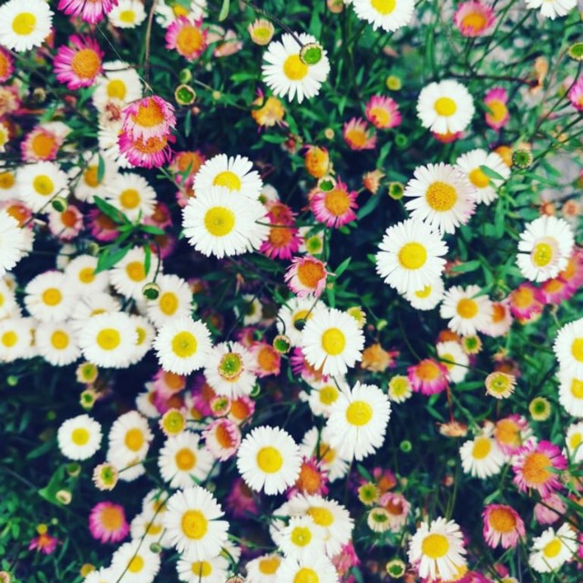 Plant image Erigeron divergens