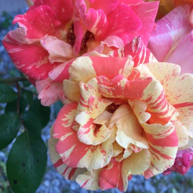 Cindy's garden