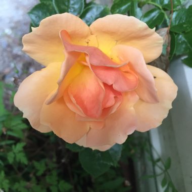 Cindy's garden