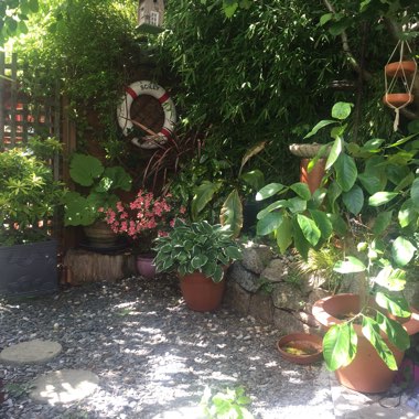 Cindy's garden