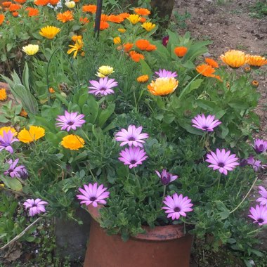 Cindy's garden