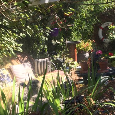 Cindy's garden