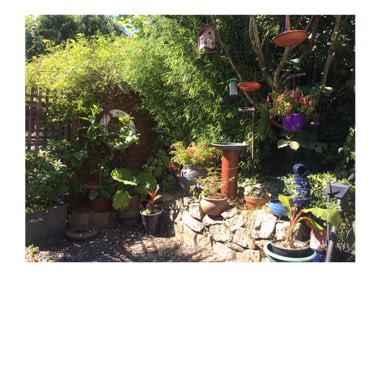 Cindy's garden