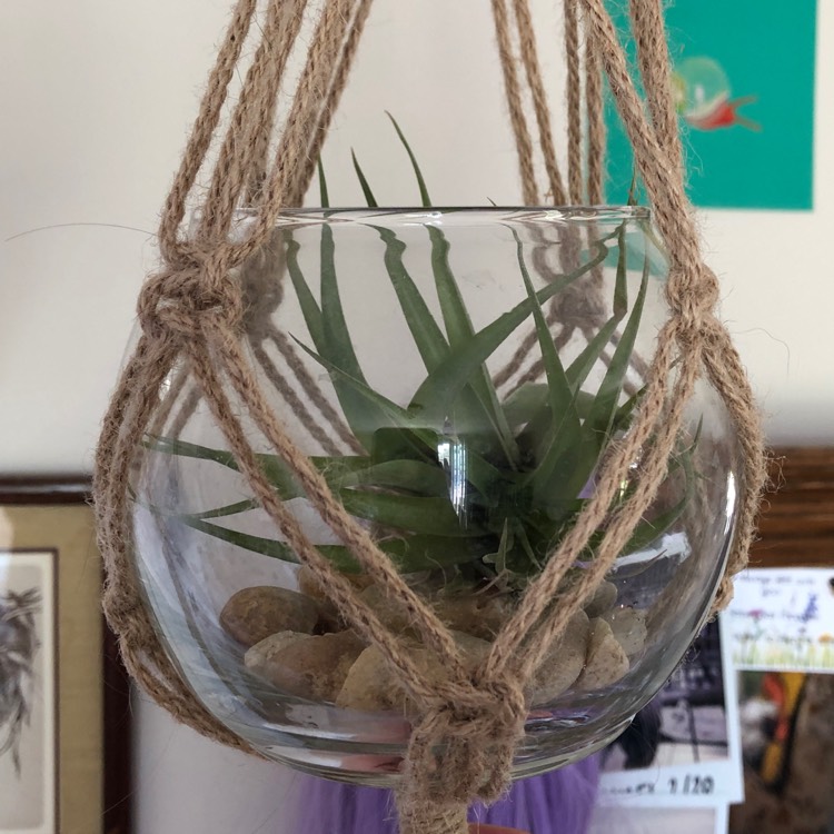 Plant image Tillandsia juncea