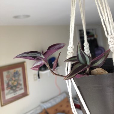 Tradescantia  'Houseplants'