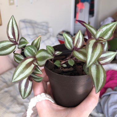 Tradescantia  'Houseplants'