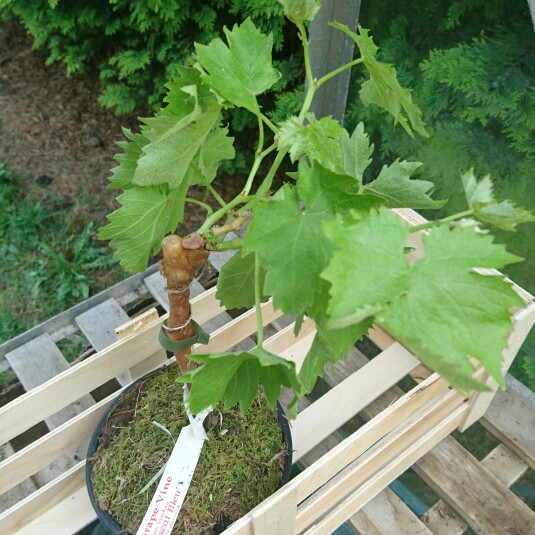 Vitis Vinifera 'Muscat Bleu'