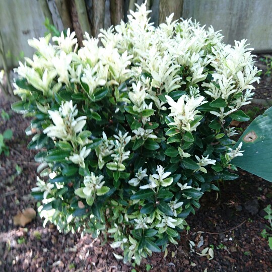 Plant image Euonymus 'Paloma Blanca'