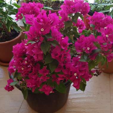 Bougainvillea