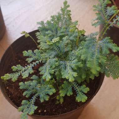 Willdenow's spikemoss