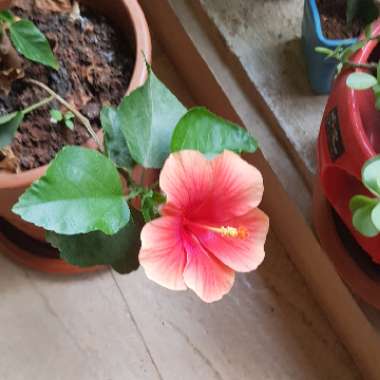 Hibiscus 'Social Butterfly'