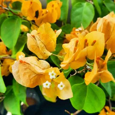 Bougainvillea 'California Gold'