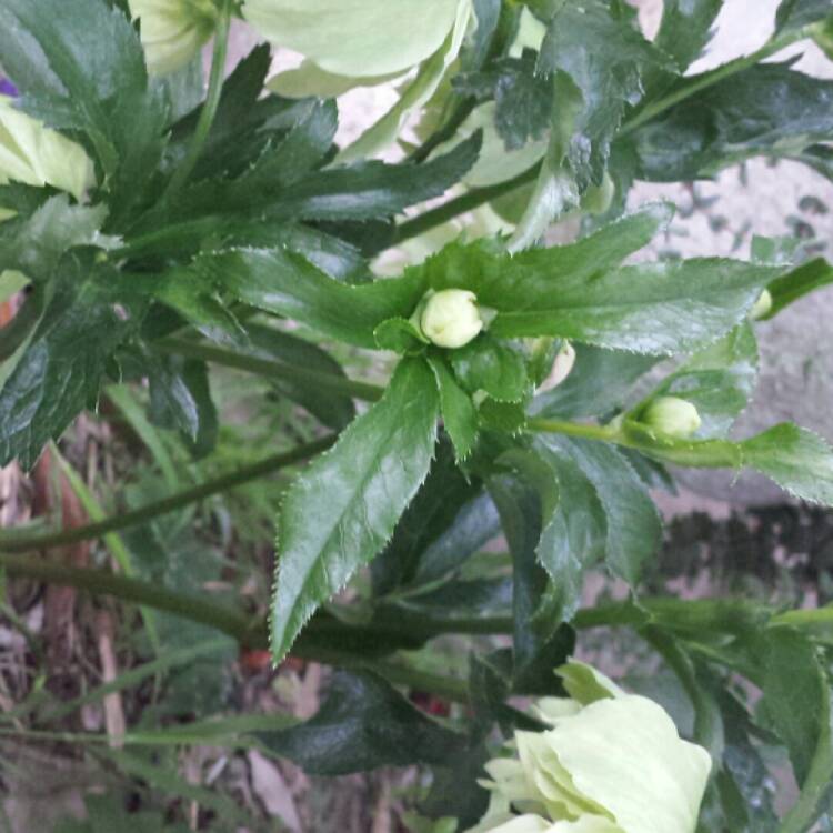 plant image 267096
