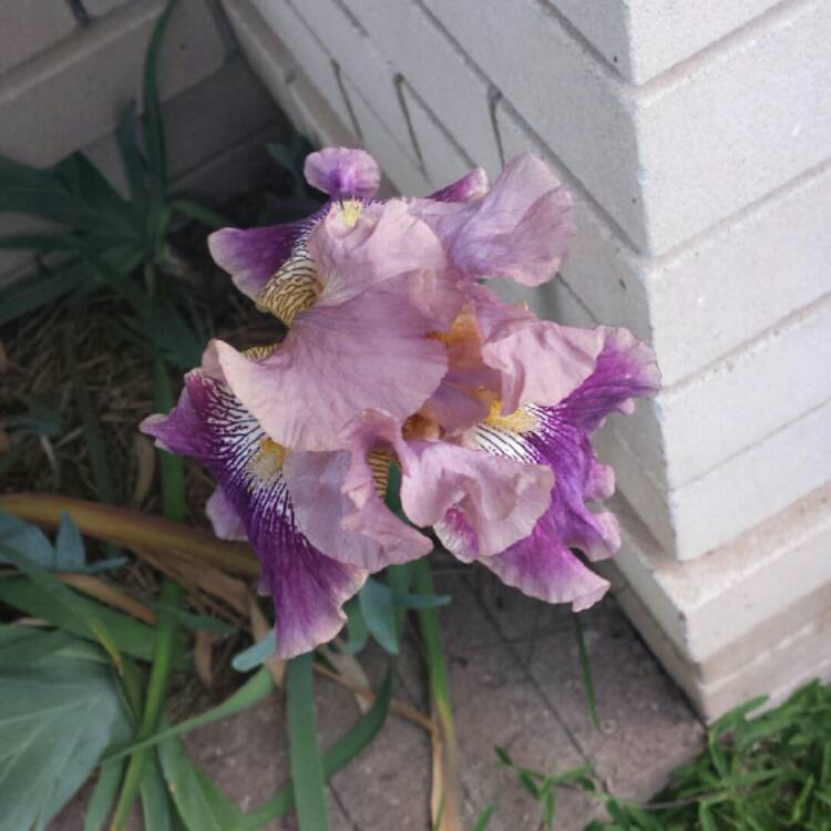 Plant image Iris x germanica 'Goodbye Heart'