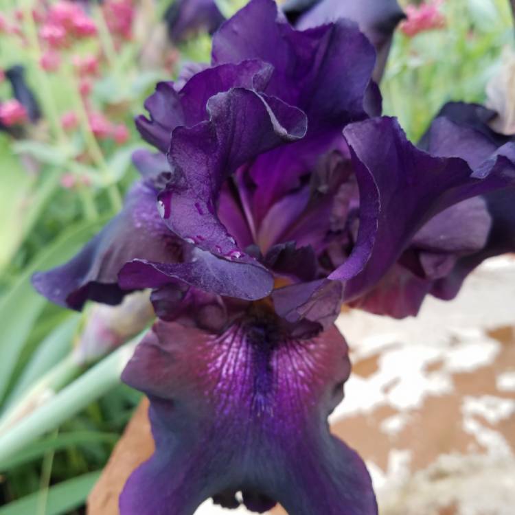 Plant image Iris x germanica 'Black Dragon'